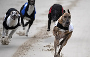 Bockos Diamond Heavy Favorite In Irish Greyhound Derby