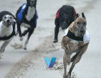 English Greyhound Derby Picks - Romeo Magico, Priceless Jet, Or A Surprise?