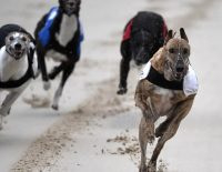 PGR Oaks Greyhound picks