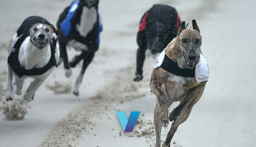 English Greyhound Derby Picks - Romeo Magico, Priceless Jet, Or A Surprise?