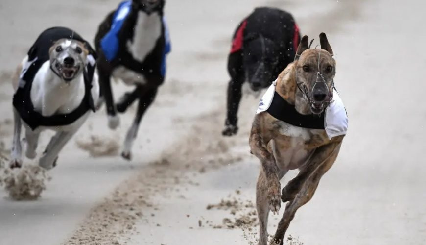 PGR Oaks Greyhound picks