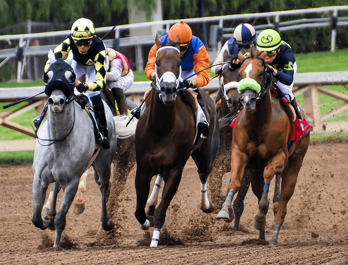 Preakness Betting Odds